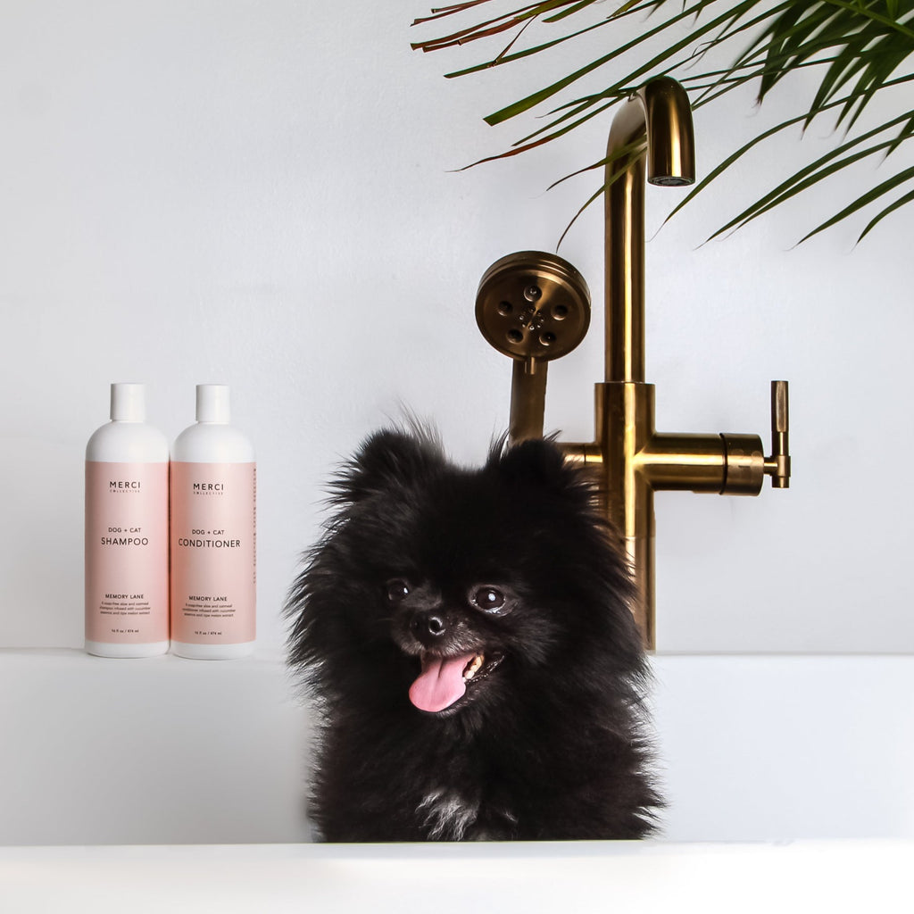 black dog in a bath tub 