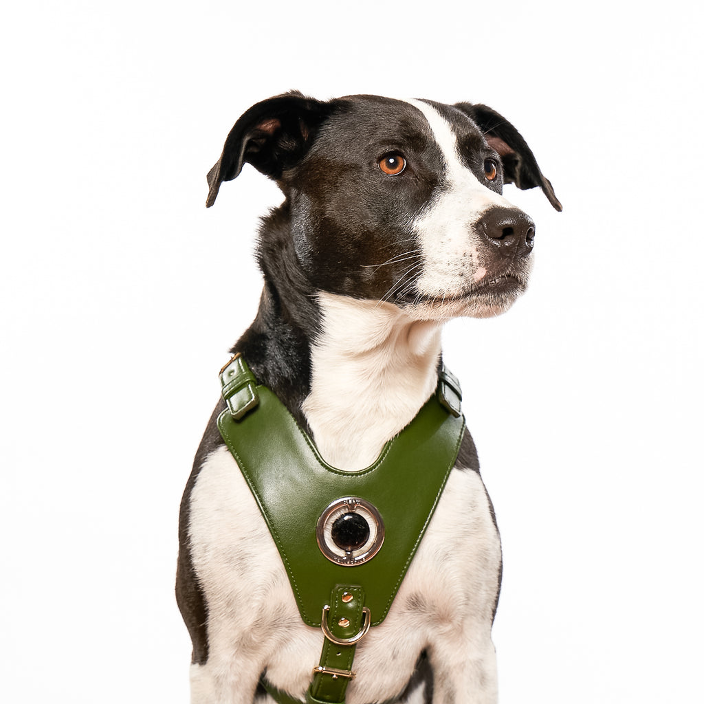 Vegan cactus leather green non-pull harness for dog