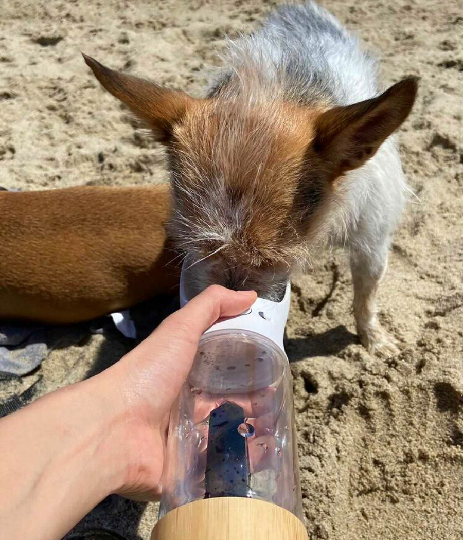 16oz glass drinking bottle for dog Crystal Infused Water Bottle for Dogs