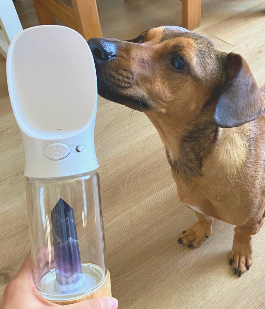 16oz glass drinking bottle for dog Crystal Infused Water Bottle for Dogs