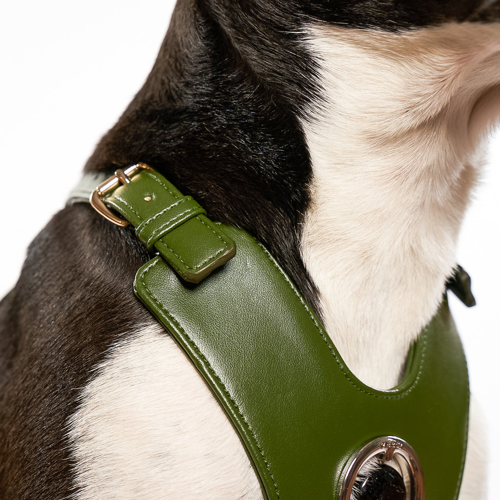 Crystal healing vegan cactus leather green non-pull harness for dog close up